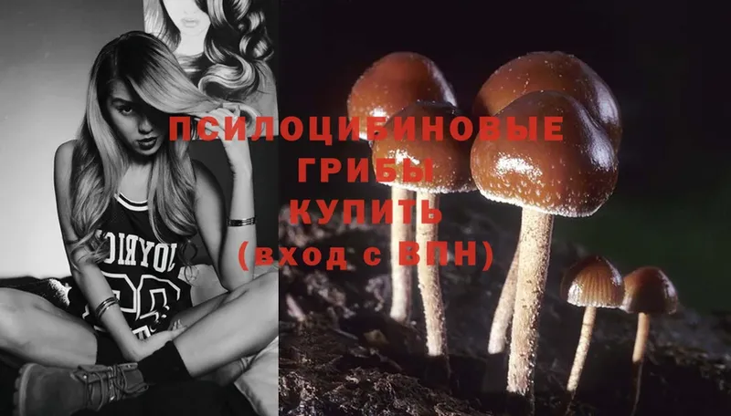 гидра сайт  Дно  Псилоцибиновые грибы Psilocybine cubensis 